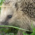 European-hedgehog-looking-at-camera-980x735 (Foto: Heinz Janzen)